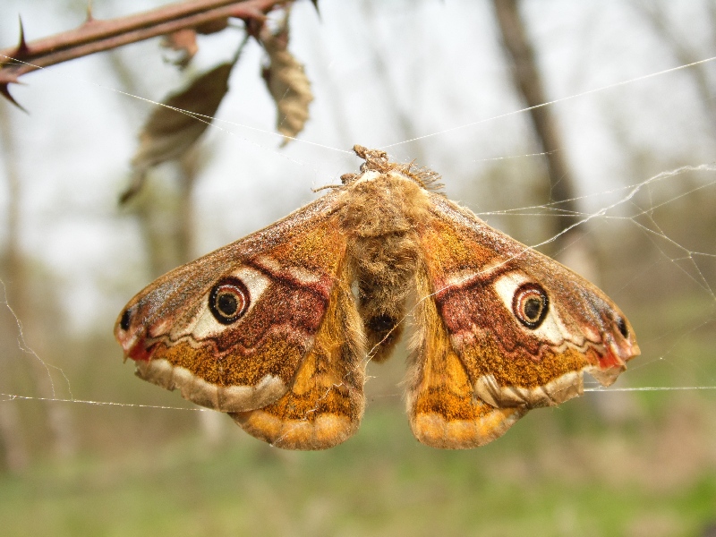 Saturna pavoniella